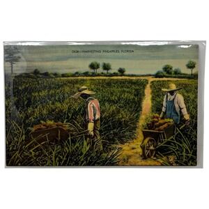 Vintage Linen Postcard Harvesting Pineapples in Florida Made in USA Dade County